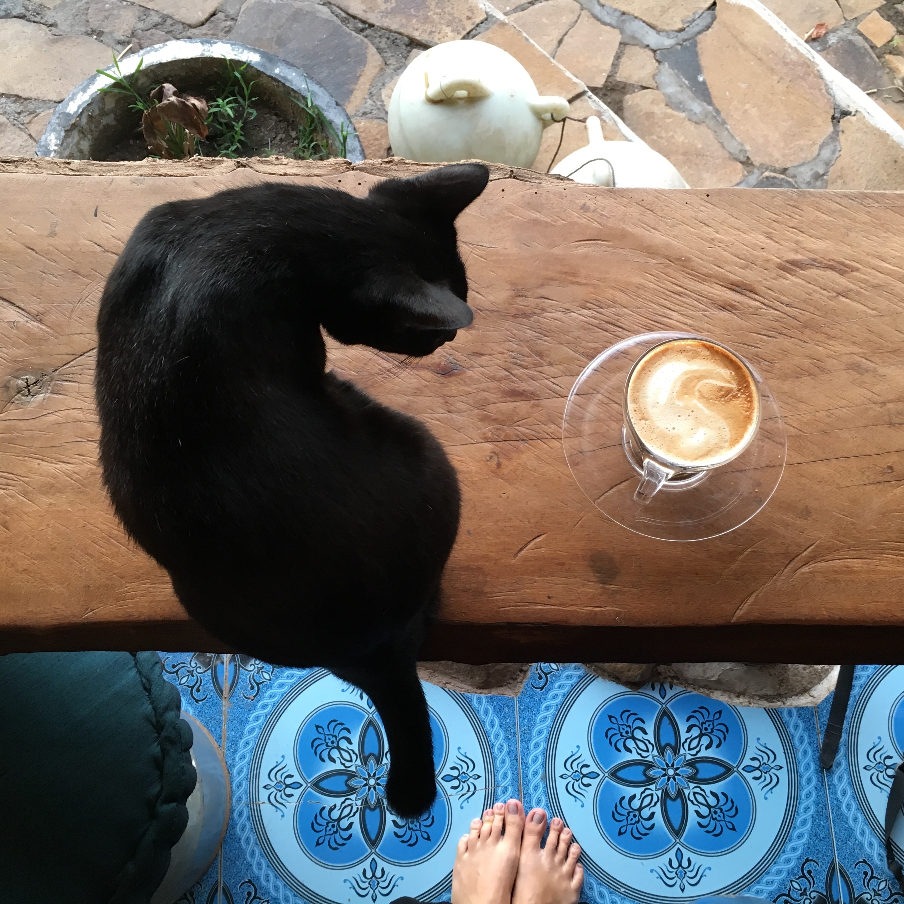 Cute black cat and capuccino from Blue Earth Village in Amed Bali